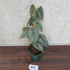 #D2 Philodendron Brandtianum