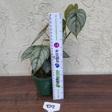 Load image into Gallery viewer, #D2 Philodendron Brandtianum