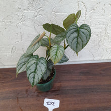 Load image into Gallery viewer, #D2 Philodendron Brandtianum