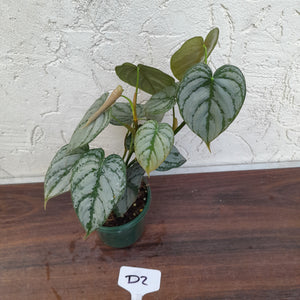 #D2 Philodendron Brandtianum