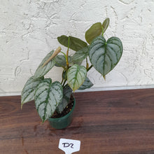 Load image into Gallery viewer, #D2 Philodendron Brandtianum