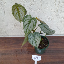Load image into Gallery viewer, #D2 Philodendron Brandtianum