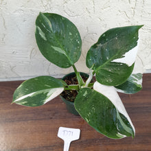Load image into Gallery viewer, #D71 Philodendron White Wizard