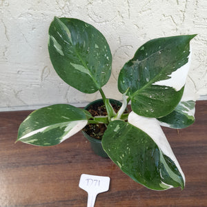 #D71 Philodendron White Wizard