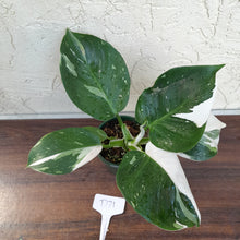 Load image into Gallery viewer, #D71 Philodendron White Wizard