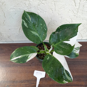 #D71 Philodendron White Wizard