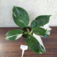 Load image into Gallery viewer, #D71 Philodendron White Wizard