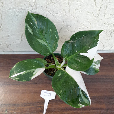 #D71 Philodendron White Wizard