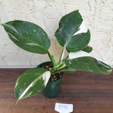 Load image into Gallery viewer, #D71 Philodendron White Wizard