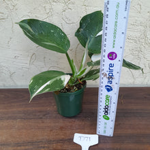 Load image into Gallery viewer, #D71 Philodendron White Wizard