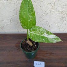 Load image into Gallery viewer, #D68 Non TC Philodendron Jose Buono