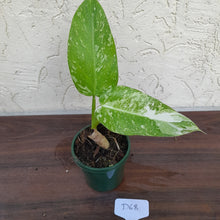 Load image into Gallery viewer, #D68 Non TC Philodendron Jose Buono