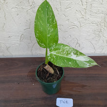 Load image into Gallery viewer, #D68 Non TC Philodendron Jose Buono