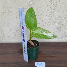 Load image into Gallery viewer, #D68 Non TC Philodendron Jose Buono