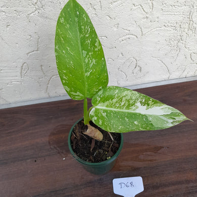 #D68 Non TC Philodendron Jose Buono