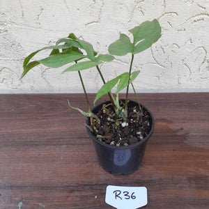 #R36 Amydrium Medium Blue