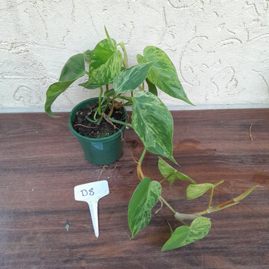 #D8 Variegated Philodendron Heart Leaf