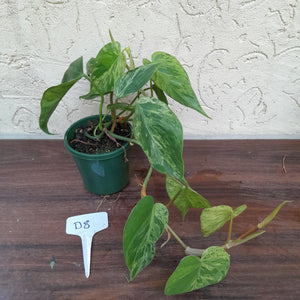 #D8 Variegated Philodendron Heart Leaf