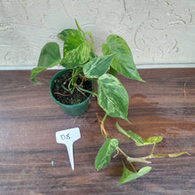 Load image into Gallery viewer, #D8 Variegated Philodendron Heart Leaf
