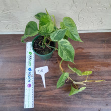 Load image into Gallery viewer, #D8 Variegated Philodendron Heart Leaf