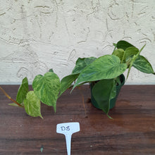 Load image into Gallery viewer, #D8 Variegated Philodendron Heart Leaf