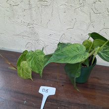 Load image into Gallery viewer, #D8 Variegated Philodendron Heart Leaf