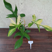 Load image into Gallery viewer, #D23 Philodendron Florida Beauty