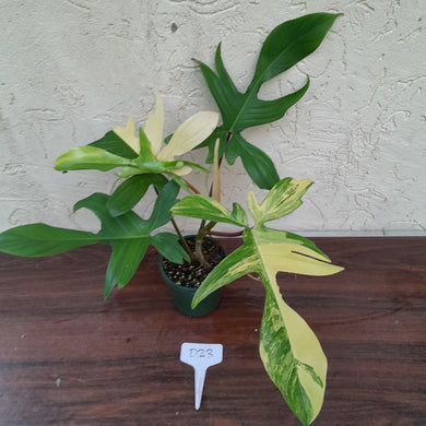 #D23 Philodendron Florida Beauty
