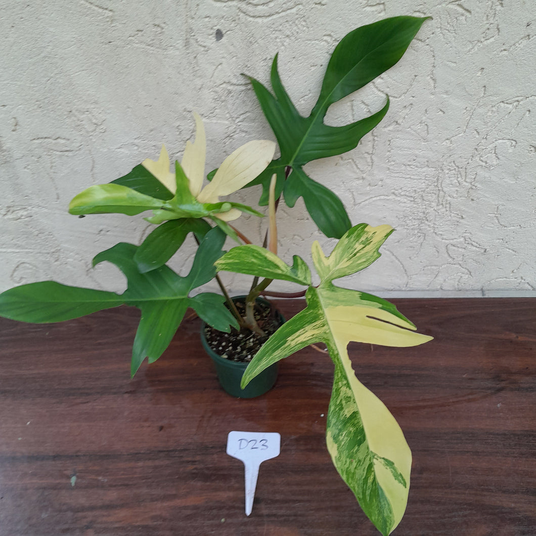 #D23 Philodendron Florida Beauty