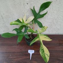Load image into Gallery viewer, #D23 Philodendron Florida Beauty