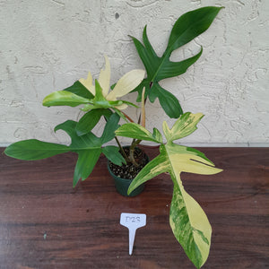 #D23 Philodendron Florida Beauty