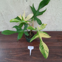 Load image into Gallery viewer, #D23 Philodendron Florida Beauty