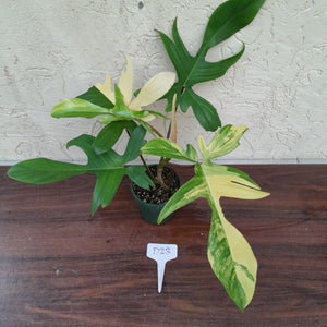 #D23 Philodendron Florida Beauty