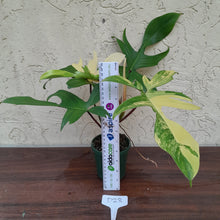 Load image into Gallery viewer, #D23 Philodendron Florida Beauty