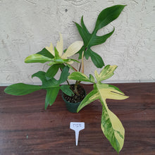 Load image into Gallery viewer, #D23 Philodendron Florida Beauty