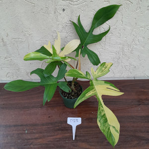 #D23 Philodendron Florida Beauty