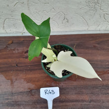 Load image into Gallery viewer, #R43 Philodendron Florida Ghost - NON TC