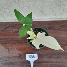 Load image into Gallery viewer, #R43 Philodendron Florida Ghost - NON TC