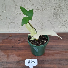 Load image into Gallery viewer, #R43 Philodendron Florida Ghost - NON TC