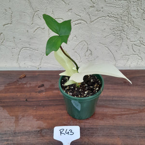 #R43 Philodendron Florida Ghost - NON TC