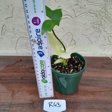 Load image into Gallery viewer, #R43 Philodendron Florida Ghost - NON TC