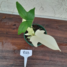 Load image into Gallery viewer, #R43 Philodendron Florida Ghost - NON TC
