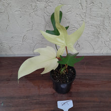 Load image into Gallery viewer, #D13 Philodendron Florida Ghost - NON TC
