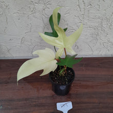Load image into Gallery viewer, #D13 Philodendron Florida Ghost - NON TC