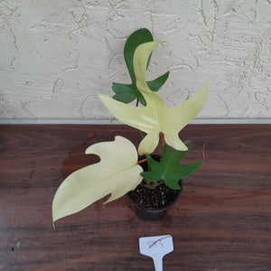 #D13 Philodendron Florida Ghost - NON TC
