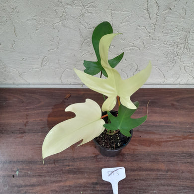 #D13 Philodendron Florida Ghost - NON TC