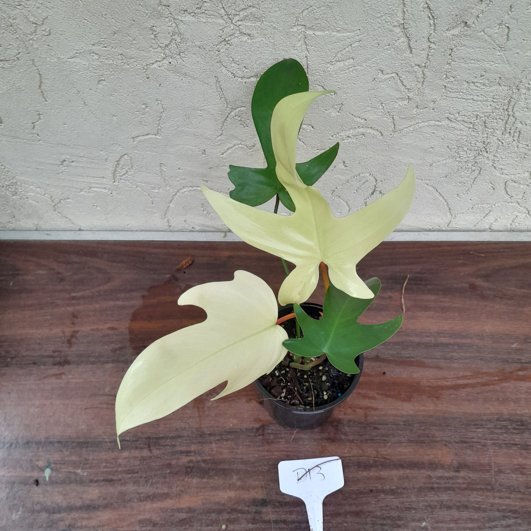 #D13 Philodendron Florida Ghost - NON TC
