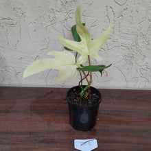 Load image into Gallery viewer, #D13 Philodendron Florida Ghost - NON TC