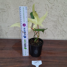 Load image into Gallery viewer, #D13 Philodendron Florida Ghost - NON TC