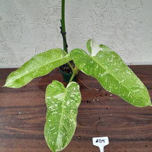 Load image into Gallery viewer, #D5 Non TC Philodendron Jose Buono